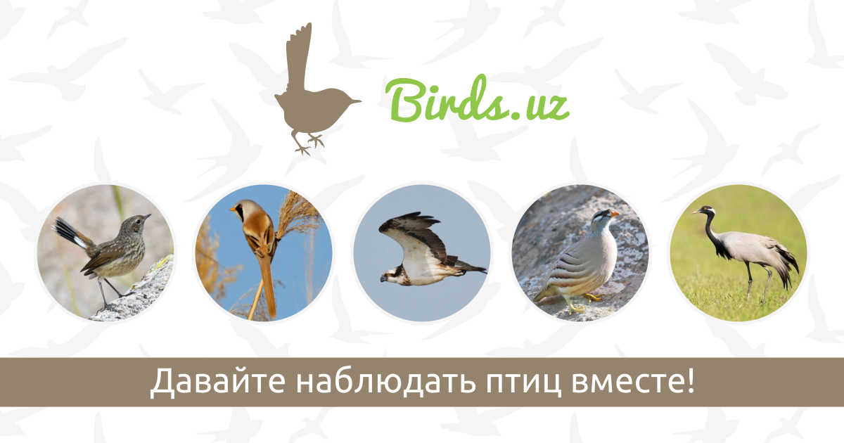 Biz qizlarni videolarda ayg‘oqchilik qilamiz